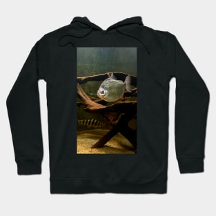 Silver fish in the water Hoodie